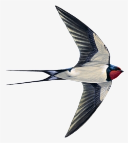 Barium Swallow Png - Swift Swallow Or House Martin, Transparent Png, Free Download
