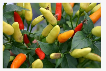 Tabasco Chilli Seeds - Bird's Eye Chili, HD Png Download, Free Download