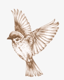 Hummingbird Clipart Sparrow - Bird Sketches Transparent, HD Png Download, Free Download
