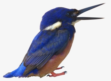 Songbird - Kingfisher Png, Transparent Png, Free Download