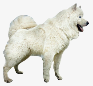 Puppies, Samoyed, Png V - American Eskimo Dog, Transparent Png, Free Download