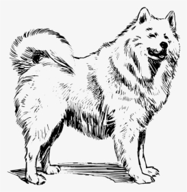 American Eskimo Dog Coloring Pages, HD Png Download, Free Download