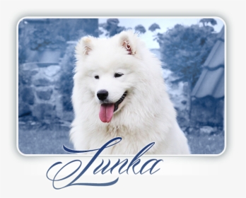 Samoyed Everything Changes Carpathian White Smile - Dog Yawns, HD Png Download, Free Download