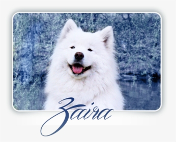 Samoyed Crystal Heart Carpathian White Smile - Dog Yawns, HD Png Download, Free Download