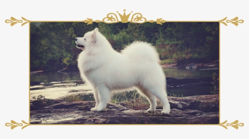 Mainimg - American Eskimo Dog, HD Png Download, Free Download