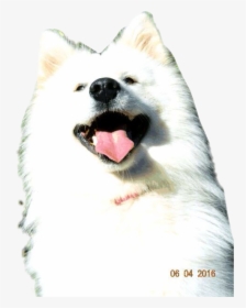 #dog #doglove #dogselfie #samoyeds #samoyed #samoyedsamojedewhite - Japanese Spitz, HD Png Download, Free Download