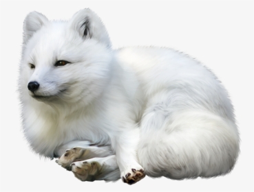 Samoyed - Arctic Fox Transparent Background, HD Png Download, Free Download