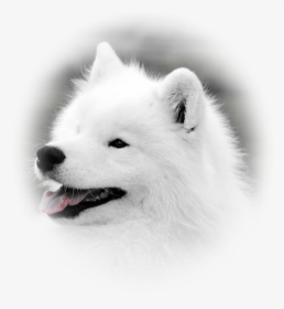 Japanese Spitz, HD Png Download, Free Download