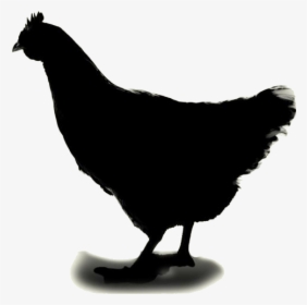 Chicken Png Hd Image, Transparent Chicken Clipart - Rooster, Png Download, Free Download