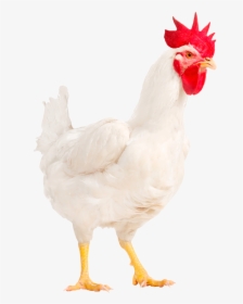 Img M22-png - White Male Chicken Png, Transparent Png, Free Download