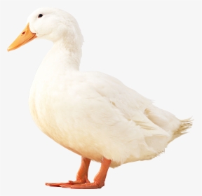 White Duck Images Png, Transparent Png, Free Download