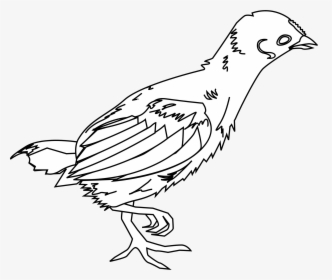 Little Chicken Clip Arts - Young Chicken Black And White, HD Png Download, Free Download