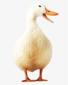 Yellow Duck Png Image - Ducks No Background, Transparent Png, Free Download