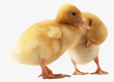 Two Little Ducks - Baby Duck Png, Transparent Png, Free Download