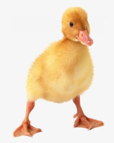 Download This High Resolution Duck High Quality Png - Duckling Png, Transparent Png, Free Download
