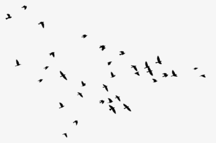 Yükle Bird Outline Png Hd Transparent Bird Outline - Bird Flock Silhouette Png, Png Download, Free Download