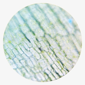 Elodea Chloroplasts 1 400× - Circle, HD Png Download, Free Download