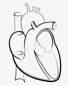 Drawing Line Art Heart Hartlijn - Outline Pictures Of Human Heart, HD Png Download, Free Download