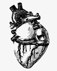 Realistic Heart Line Art, HD Png Download, Free Download