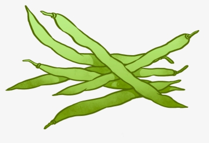 Cartoon Beans Black And White - Green Beans Drawing Easy, HD Png Download, Free Download