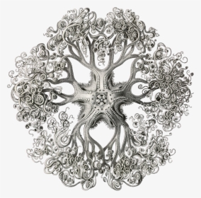 Drawing Ernst Haeckel Art, HD Png Download, Free Download