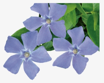 Periwinkle Flower Transparent, HD Png Download, Free Download