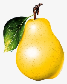 Pear - Pear Png, Transparent Png, Free Download
