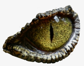 Dinosaur Eye No Background Png Image - T Rex Eye Png, Transparent Png, Free Download