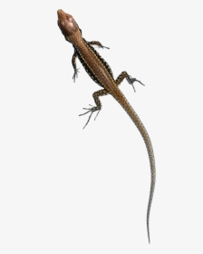 Young Common Wall Lizard - Small Lizard Png, Transparent Png, Free Download
