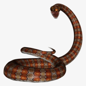 Snake, Rat Snake, Reptile, Red, Herpetology, Serpent - Rat Snake Png, Transparent Png, Free Download