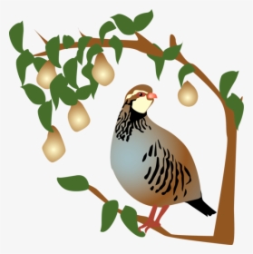 On The First Day Of Christmas, My True Love Gave To - Partridge In A Pear Tree Clipart, HD Png Download, Free Download