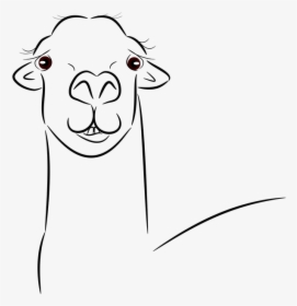 Llama, Llama Head, Animal, Face, Llama Face, Mammal - Cabeza De Llama Dibujo, HD Png Download, Free Download