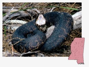 Transparent Snake Eye Png - Cottonmouth Mississippi Snakes, Png Download, Free Download