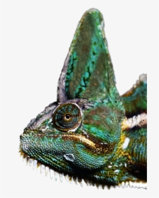 Common Chameleon, HD Png Download, Free Download