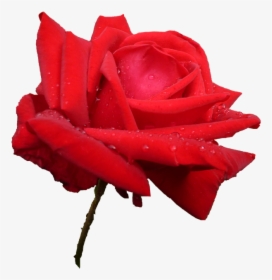 Pink, Nature, Rose Petals, Flower, Garden, Rosebush - Garden Roses, HD Png Download, Free Download