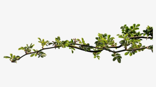 Branch, Rosebush, Leaves, Clipping - Branche Png, Transparent Png, Free Download