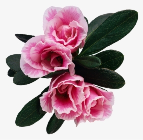 Flower, Floral, Rosebush, Petal, Plant - Bonne Fete Papa De Ta Fille, HD Png Download, Free Download