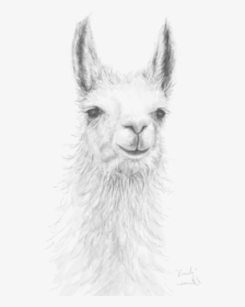 Llama Art, HD Png Download, Free Download