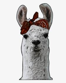 Bandana Llama, HD Png Download, Free Download