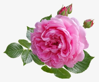 Transparent Rose Bush Png - Hybrid Tea Rose, Png Download, Free Download