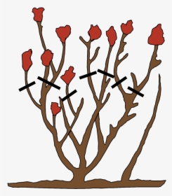 How To Prune Roses, HD Png Download, Free Download