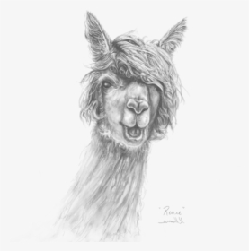 Sketch, HD Png Download, Free Download