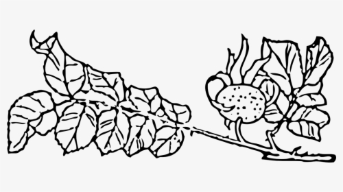Rose Hip Rose Haw Rose Hep Free Picture - Outline Pictures Of Creepers Plant, HD Png Download, Free Download
