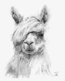 Black And White Drawings Of Llamas, HD Png Download, Free Download