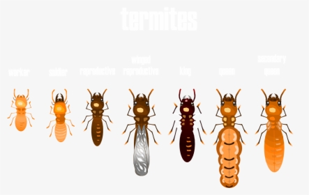 King Termite, HD Png Download, Free Download