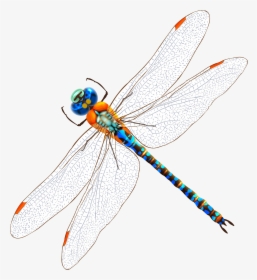 Transparent Dragonfly Wings Png - Clip Art Watercolor Drawing Dragonfly, Png Download, Free Download