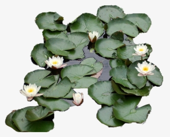 Water Lily Top Png, Transparent Png, Free Download