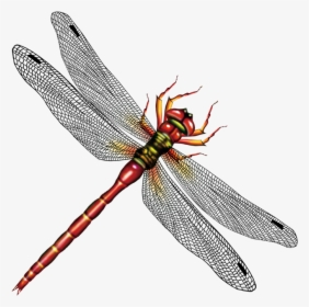Dragonfly Vector Free Download - Dragonflies In Png, Transparent Png, Free Download