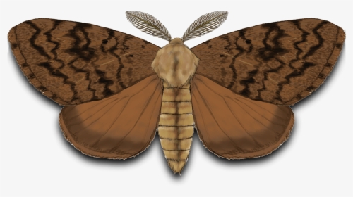 Gypsy Moth - Riodinidae, HD Png Download, Free Download