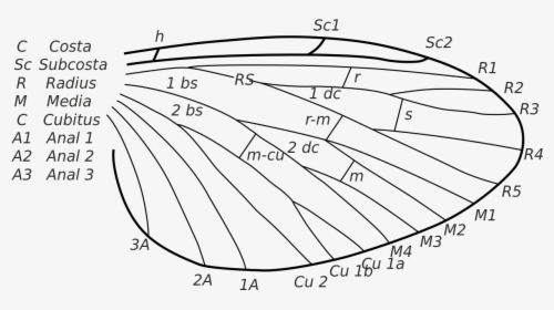 Diagram Of Insect Wings, HD Png Download, Free Download